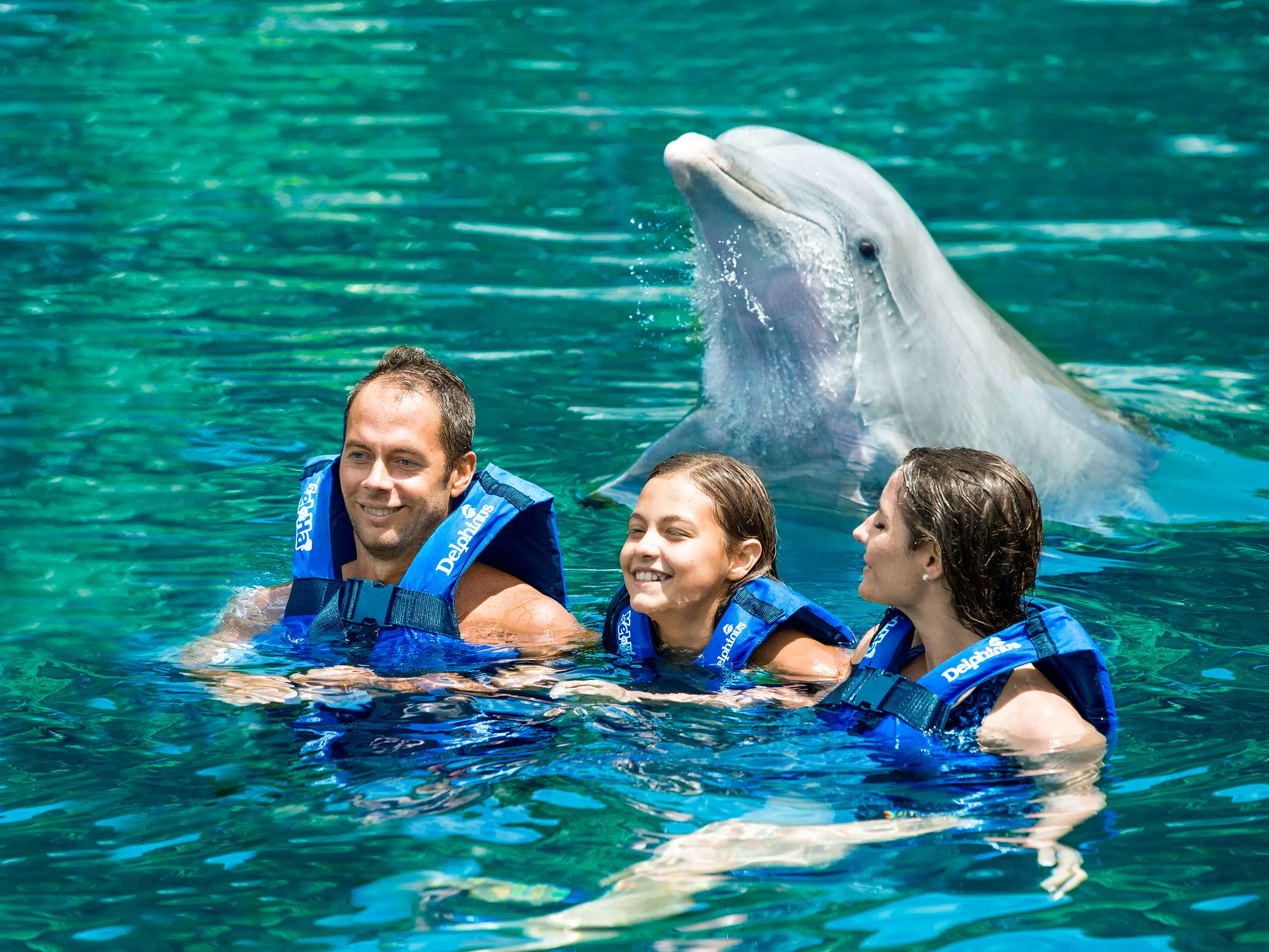 Swimming with dolphins